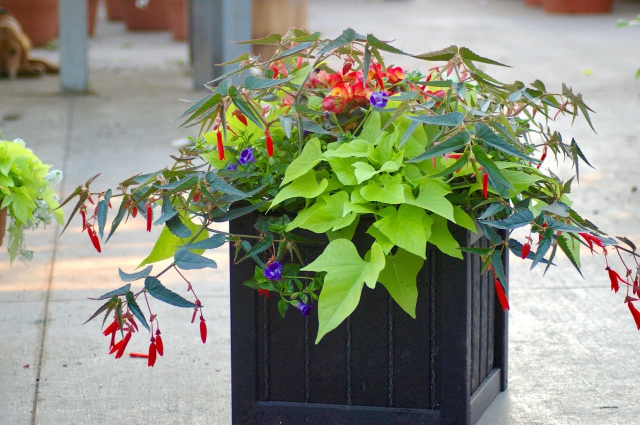 by the yard planter box