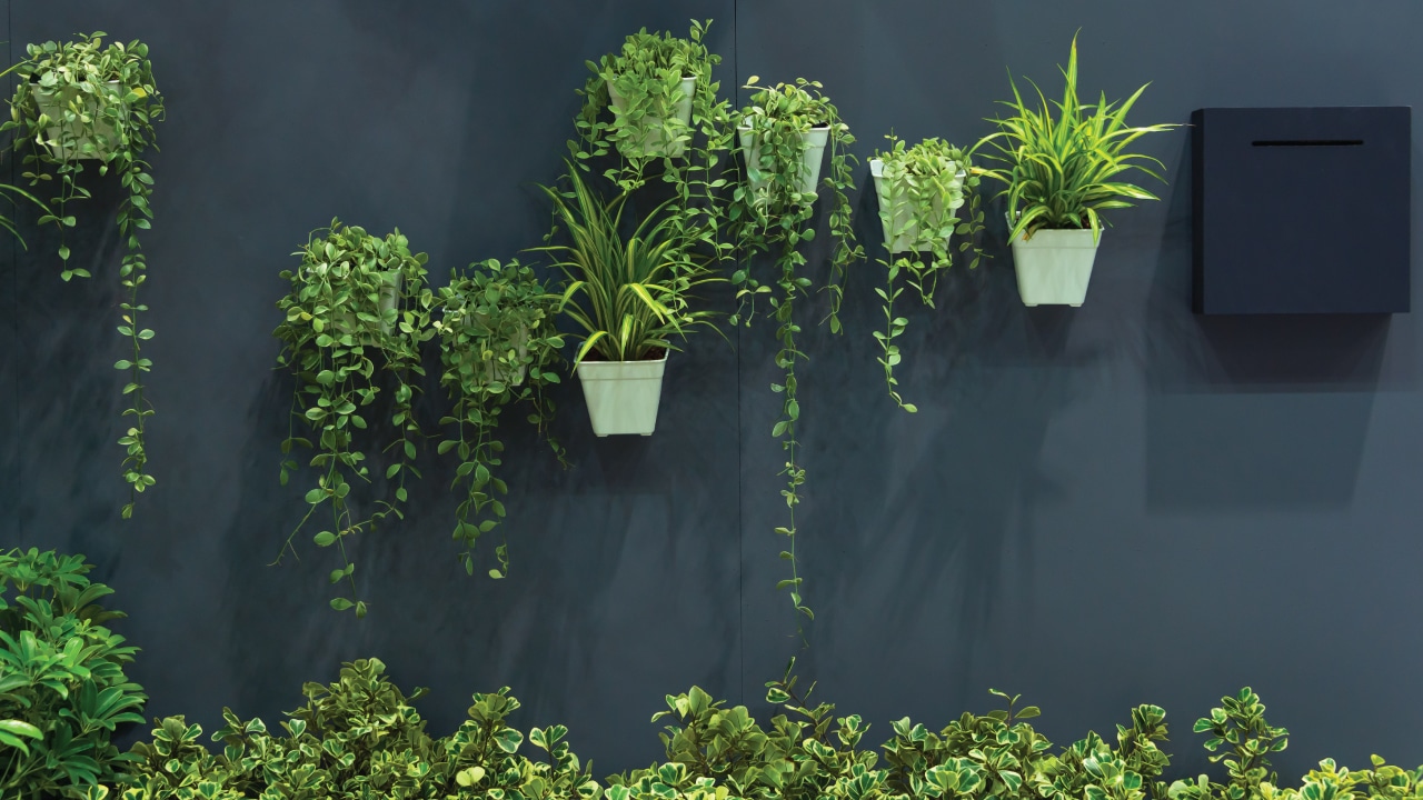 plant wall